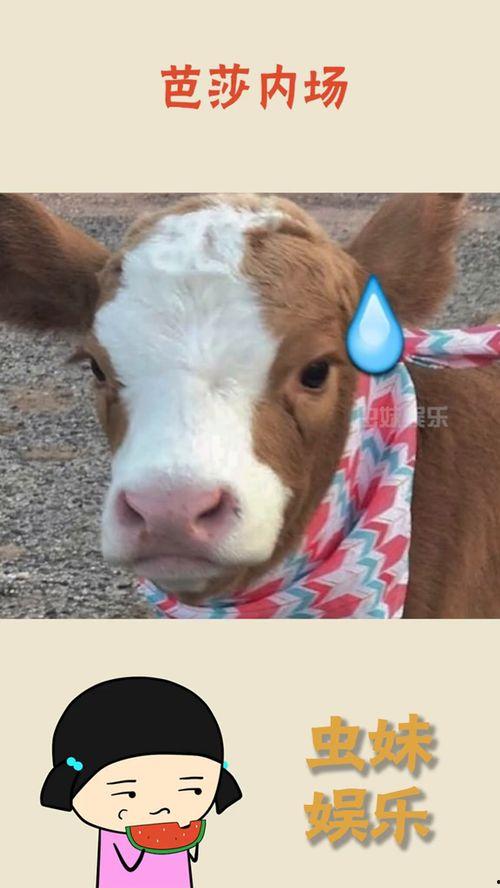 娱乐吃瓜君的抖音,娱乐吃瓜君带你揭秘娱乐圈最新八卦！